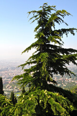 A large fir tree with cones on the Tibidabo in Barcelona, Spain