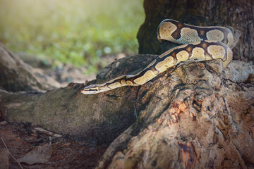 Python  in the  tropocal garden / snake
