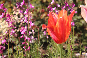 チューリップ オレンジ 赤い 綺麗 カラフル 落ち着いた 花畑 穏やか 美しい 春の花 Wall Mural Rin チューリップ オレンジ 赤い 綺麗 カラフル 落ち着いた 花畑 穏やか 美しい 春の花 Wall Mural Rin