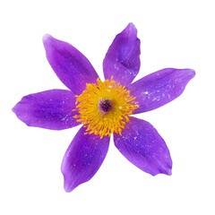 Macro photo single beautiful purple clematis on isolated white background.