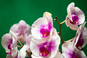 Obraz premium Orchid flowers on a green background in closeup isolated, front view, pink and white color