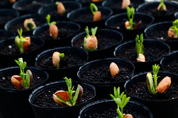 ジャンボ落花生の苗