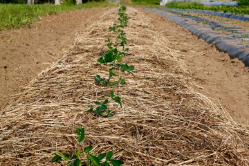 ジャンボ落花生定植