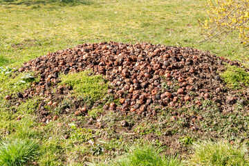 Fototapete bei efototapeten.de bestellen   