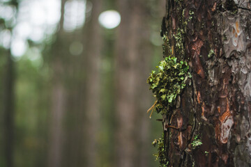 Fototapeta premium tree in the forest