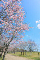 桜，青空，雲，ピンク