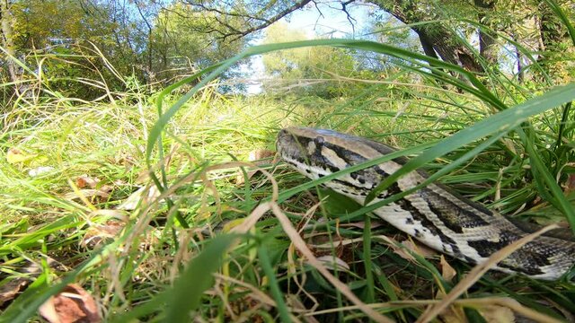 A large snake in the grass is motionless, waiting for its prey. Python went hunting