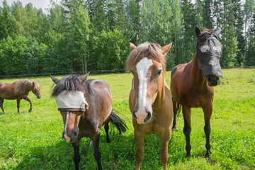 Horses on field