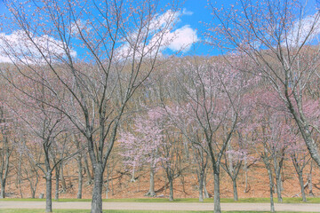 桜，青空，雲，ピンク