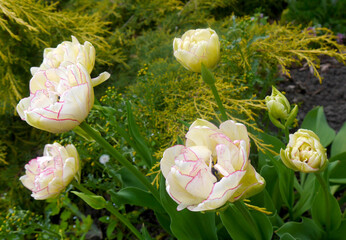 Nature macro photo cream tulips green garden