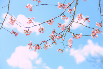 桜，青空，雲，ピンク