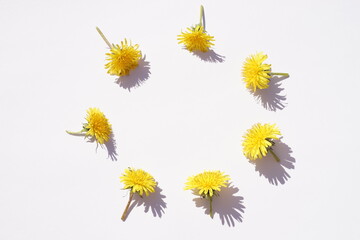 Seven yellow dandelion flowers lie in a circle on a white sunny table
