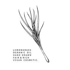 Hand drawn lemongrass branch. Vector floral engraved illustration. Cosmetic and medical essential oil. Healthcare, beauty ingredient. Cosmetic package design, medicinal herb, treating, aromatherapy. - 432138988