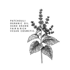 Hand drawn pathcouli branch. Vector floral engraved illustration. Cosmetic and medical essential oil. Healthcare, beauty ingredient. Cosmetic package design, medicinal herb, treating, aromatherapy.