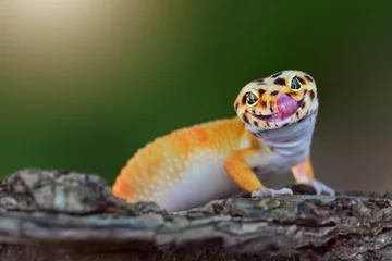 Crédence de cuisine en verre imprimé Léopard Python  in the  tropocal garden / snake