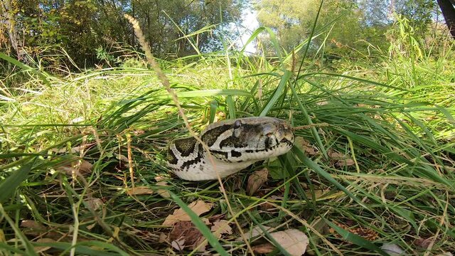 A large live python in the grass, clicking its tongue. The boa constrictor went hunting.  Animal wildlife background concept.