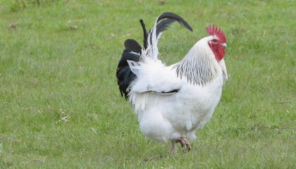 Cockril 