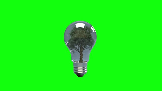 3D Animation Of A Timelapse Growing Tree Inside Traditional Light Bulb, Green Screen Chromakey