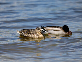 a couple of ducks mallard swims in the Dnieper river on a spring day