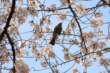 春のソメイヨシノのサクラの枝に止まるヒヨドリ
