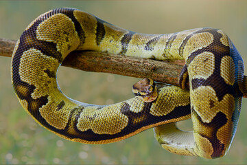 Naklejka premium Python in the tropocal garden / snake