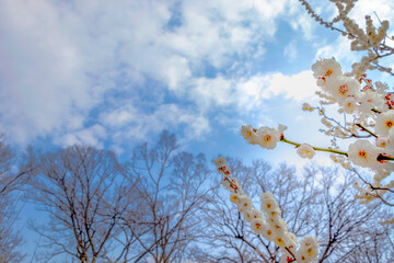 白い梅と青空
