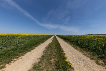 Fototapeta na wymiar Spring landscape with blooming rapeseed fields on a sunny day