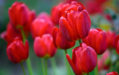 Obraz premium blooming red tulips in the garden on a spring sunny day