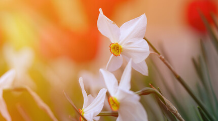 white blooming daffodil flower in a spring afternoon