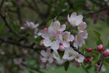 Flowers of the fruit trees on a spring day