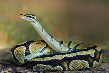 Python  in the  tropocal garden / snake