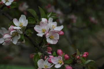 Obraz na płótnie Canvas Flowers of the fruit trees on a spring day