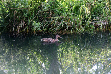 Mallard duck swimming in a river on a sunny day. Selective focus.