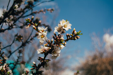 The first spring flowers of blooming cherry - sakura. Background for the spring season. Warm spring day in the garden. Slow living