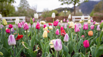 Tulpen in einem Blumenbeet in einem Park