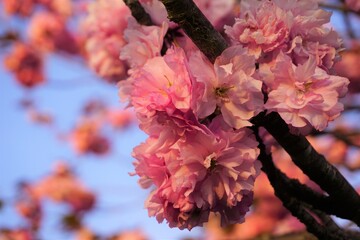 夕日に染まる桜