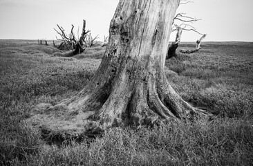 Dead Oak tree on Porlock salt marsh
