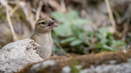 bird, natur, wild lebende tiere, tier, wild, schnabel, gering