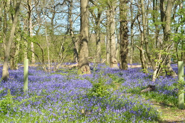 Bluebells flowers in the forest