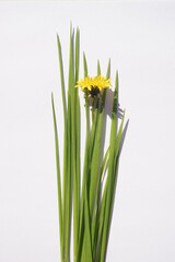 Fresh green grass and yellow dandelion flower on white table. Top view. Copy space
