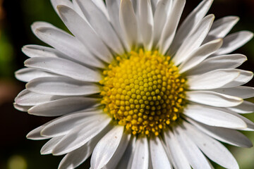 Daisy plant in all its beauty	
