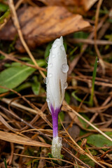 White Crocus plant in the forest, macro shoot	
