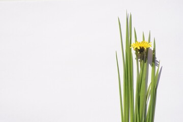 Fresh green grass and yellow flower on sunny white table. Top view. Copy space
