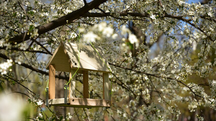 White wooden birdhouse on the blossom tree. Can be used as spring background.