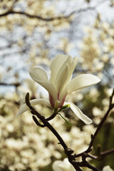 Flowering branch of white magnolia in botanical garden. Big magnolia flower. Natural light. Close-up.