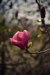 Flowering branch of pink magnolia in botanical garden. Big magnolia flower. Natural light. Close-up.
