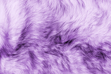 Obraz premium Colorful purple background fur texture