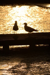 bird at the sea silhouette