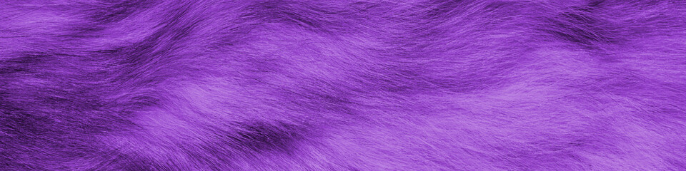 Colorful purple background fur texture