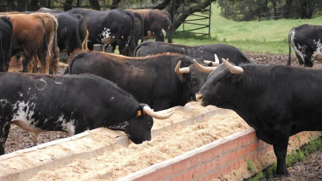 Close up of herd of spanish fighting bulls eating food supplements from feeders.